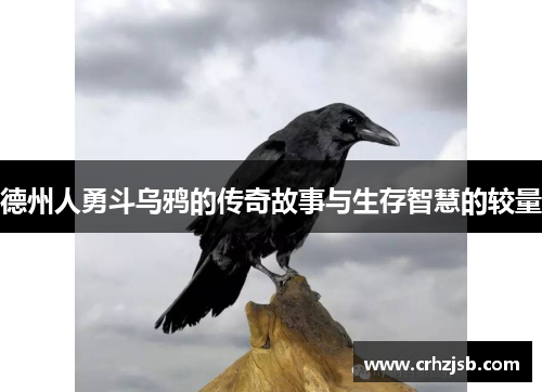 德州人勇斗乌鸦的传奇故事与生存智慧的较量